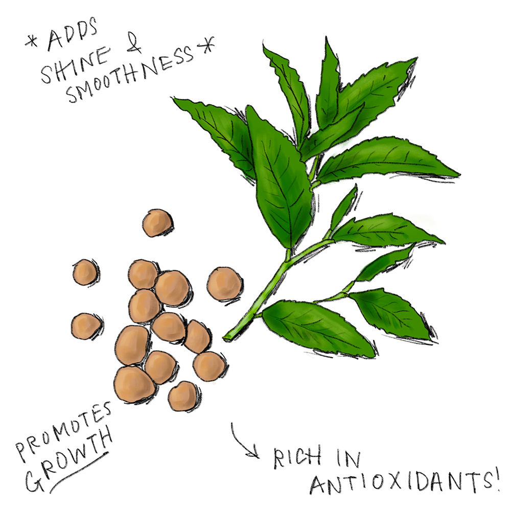 Green Tea Seed Oil